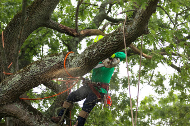 Best Lawn Pest Prevention  in Redkey, IN